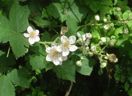 De ferme en ferme : Pépinière Les Bois Nouzilles à Saint-Perdoux 
