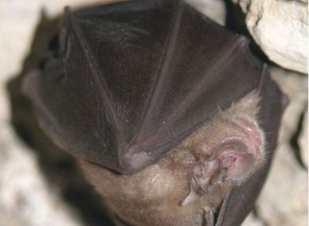 La nuit de la chauve-souris au Château d’Assier 