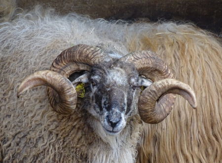 Tonte des moutons au Parc animalier : au fil de la laine 