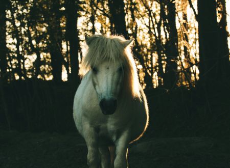 Rencontres Cultive Ta Science - médiation animale 