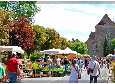 Fête des plantes rares et de collections 