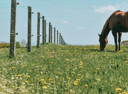 Le Lot de Ferme en Ferme : Découverte de la ferme du Dariben 