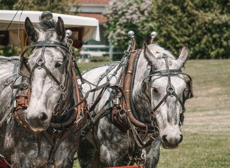 Randonnée équestre à Martel 