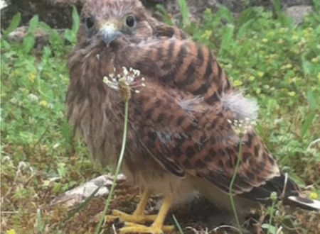 Nids de pâques au Château d’Assier 