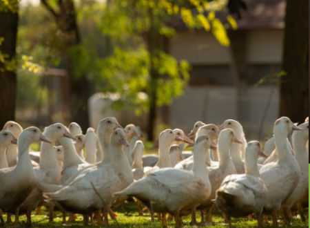 Dor'Lot Emerveille : Visite de la Ferme des Campagnes 