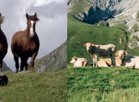 Terre de Montagne - Foire agricole Du 11 au 13 oct 2024