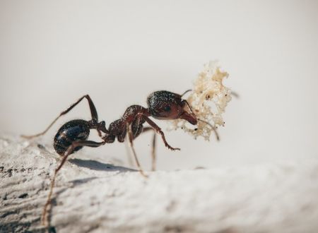 Atelier - La vie fascinante des fourmis 