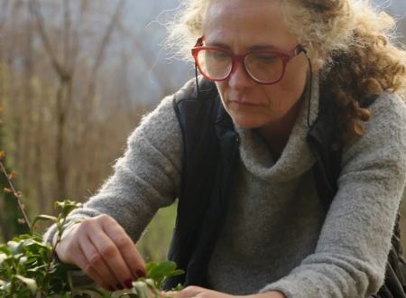 Visites de la plantation de thé de l'Arrieulat 