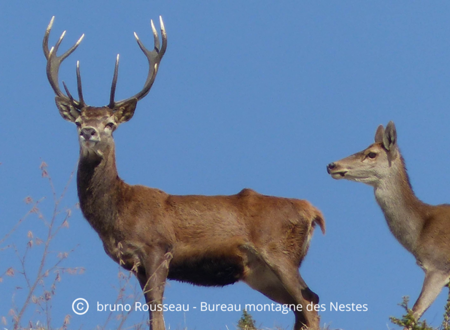 BRAME du CERF 