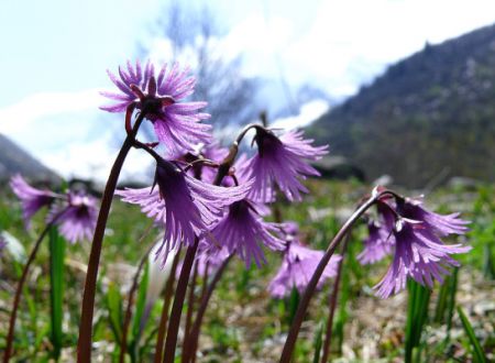 Randonnée accompagnée : Flore à tous les étages 