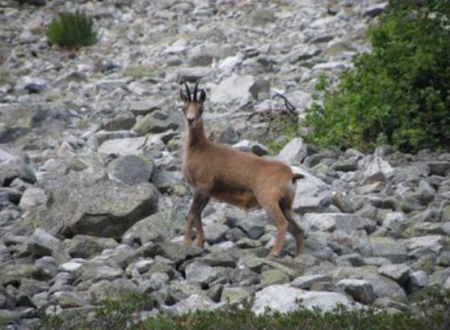 Rando à la découverte des isards 