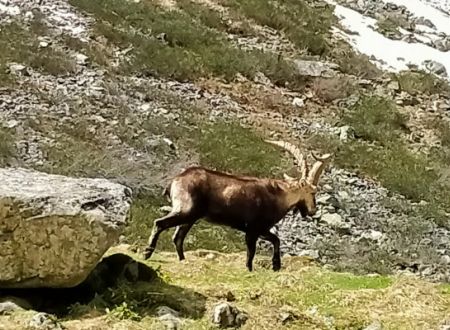 Sortie accompagnée : Au pays des bouquetins 