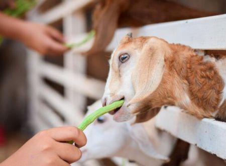 Visite guidée et nourrissage 