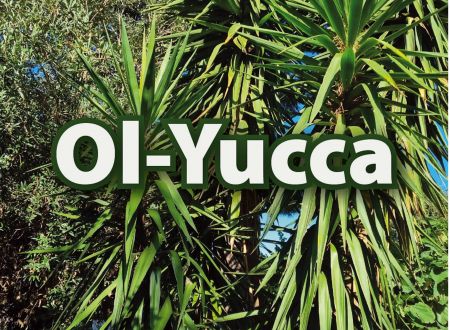 OL-YUCCA 