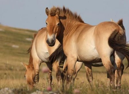 Lozère, rencontre insolite avec des chevaux sauvages 