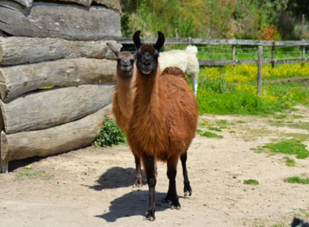 FERME DU DOLMEN - FERME PEDAGOGIQUE 