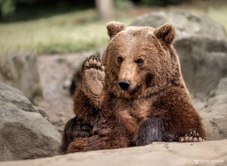 PARC ANIMALIER DES PYRÉNÉES 