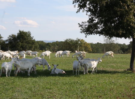 LA FERME ET FROMAGERIE DE CABRIOLE 