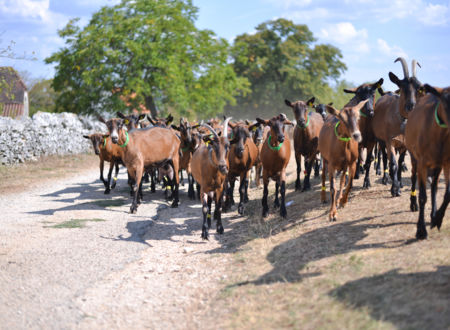 Ferme Pédagogique 