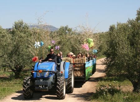Visite d’une oliveraie en tracteur: l’Or de mon grand père 