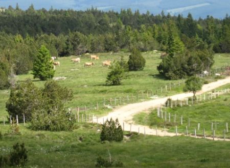 Tour du Mont Lozère en randonnée 4 jours 