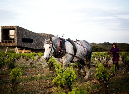 Séjour déconnexion totale au cœur des vignobles de l’Hérault 