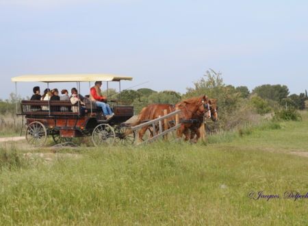 Horse-drawn carriage safari - Camargue Découverte 