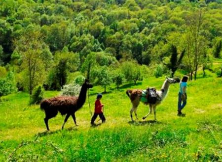 Promenades avec la Ferme des Lamas 