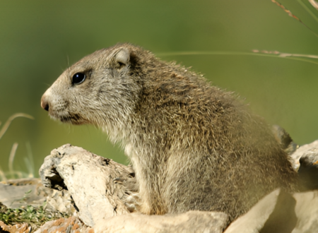 Mountaneô - Balade à la découverte des marmottes 