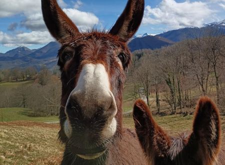 Les ateliers et balades accompagnées Au Tempo des Ânes 