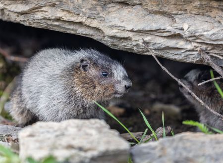 Ra'contes moi marmotte 