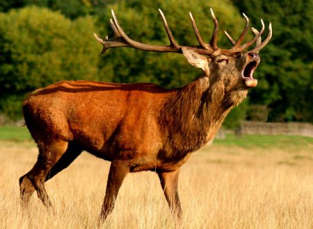 Escucha la berrea del ciervo