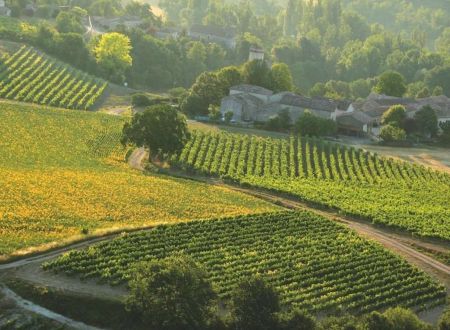 Escapade des vignes à l'olivier 