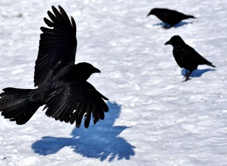 Randonnée Observation Ornithologique 2026 