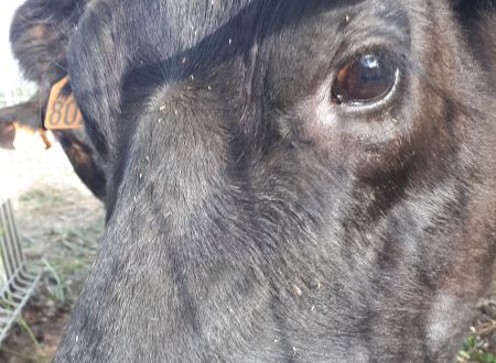 Ferme pédagogique à Salvagnac : animaux et ateliers pour petits et grands 