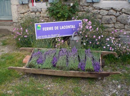 Ferme de Lacontal - Lavande du Quercy 