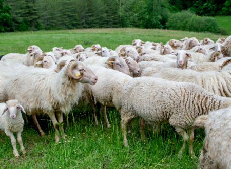 Gaec Ferme du Mourié 