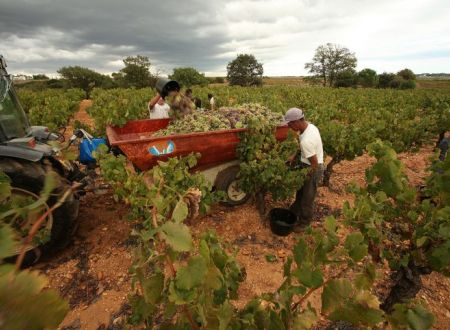 Alma Cersius - Caveau de Villeneuve-les-beziers 