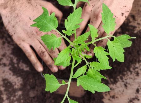 La Petite Ferme de L'Isle 