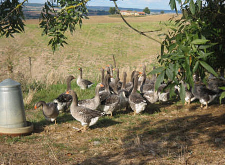 Les Délices d'Amélie - Canards Gras et Foies Gras 