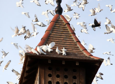 GAEC Les Pigeons du Mont Royal 