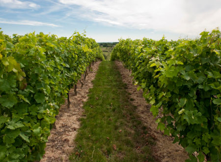 CHAI mon Vigneron au Domaine Calmet 