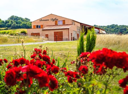 CHAI mon Vigneron au Domaine Duffau 