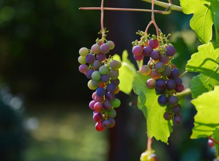 CHAI mon Vigneron au Domaine Sanbatan 