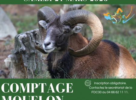 Comptage de l'espèce mouflon 