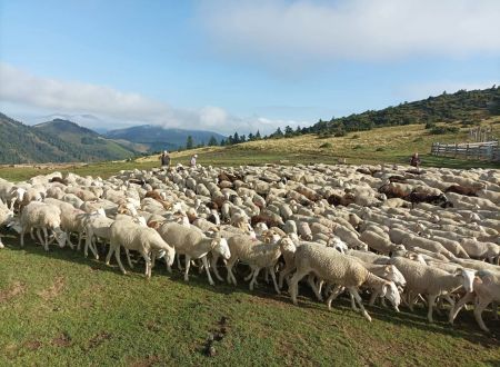 Transhumance en Bellongue 