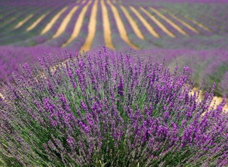 Vertus Sauvages - Visite à la ferme (plantes aromatiques et médicinales) 