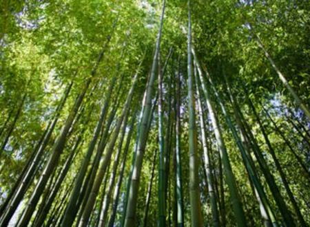 Bambouseraie - Atelier Biodiversité - Création de mobiles en bambou 