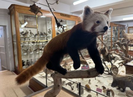 Nouveau Spécimen : Le Panda roux au Muséum d’histoire naturelle Victor Brun 