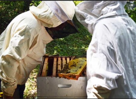 Visite du rucher du Domaine de la Verrerie 